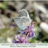 polyommatus daphnis daghestan male 2